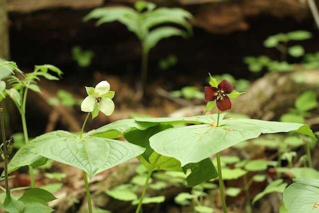 Image of red trillium