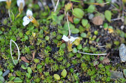 Imagem de Euphrasia repens Hook. fil.