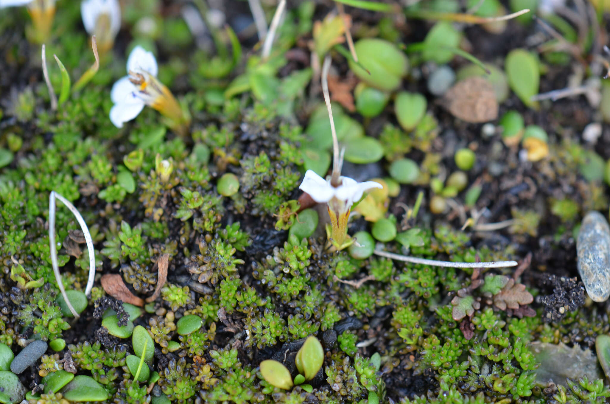 Imagem de Euphrasia repens Hook. fil.