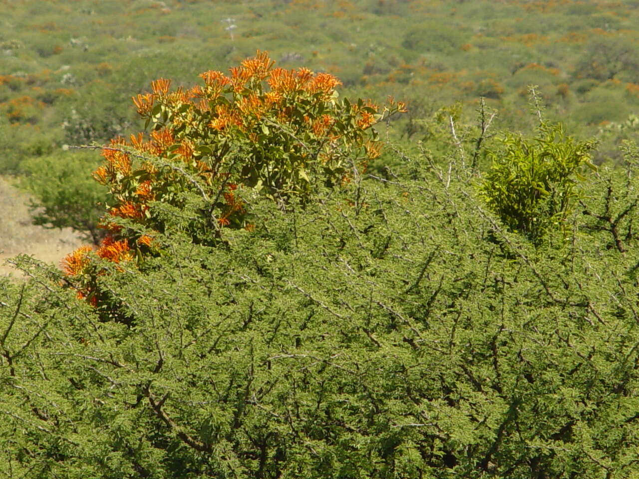 Image of Psittacanthus calyculatus (DC.) G. Don