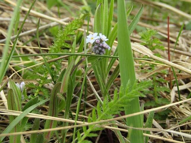 Image of Myosotis alpestris subsp. alpestris