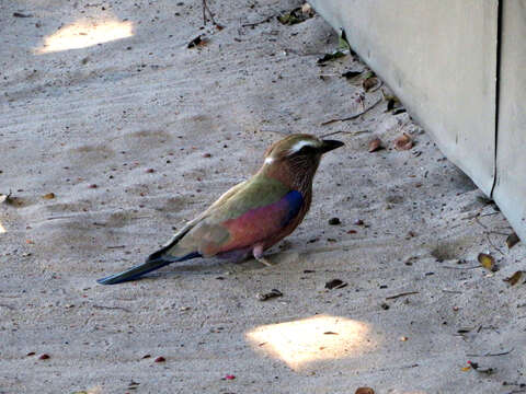 Image of Purple Roller