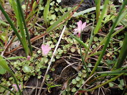 Image of bog pimpernel