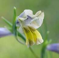 Image de Gladiolus carinatus Aiton