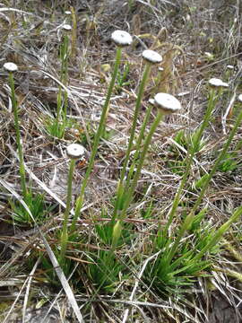 Image de Eriocaulon texense Körn.