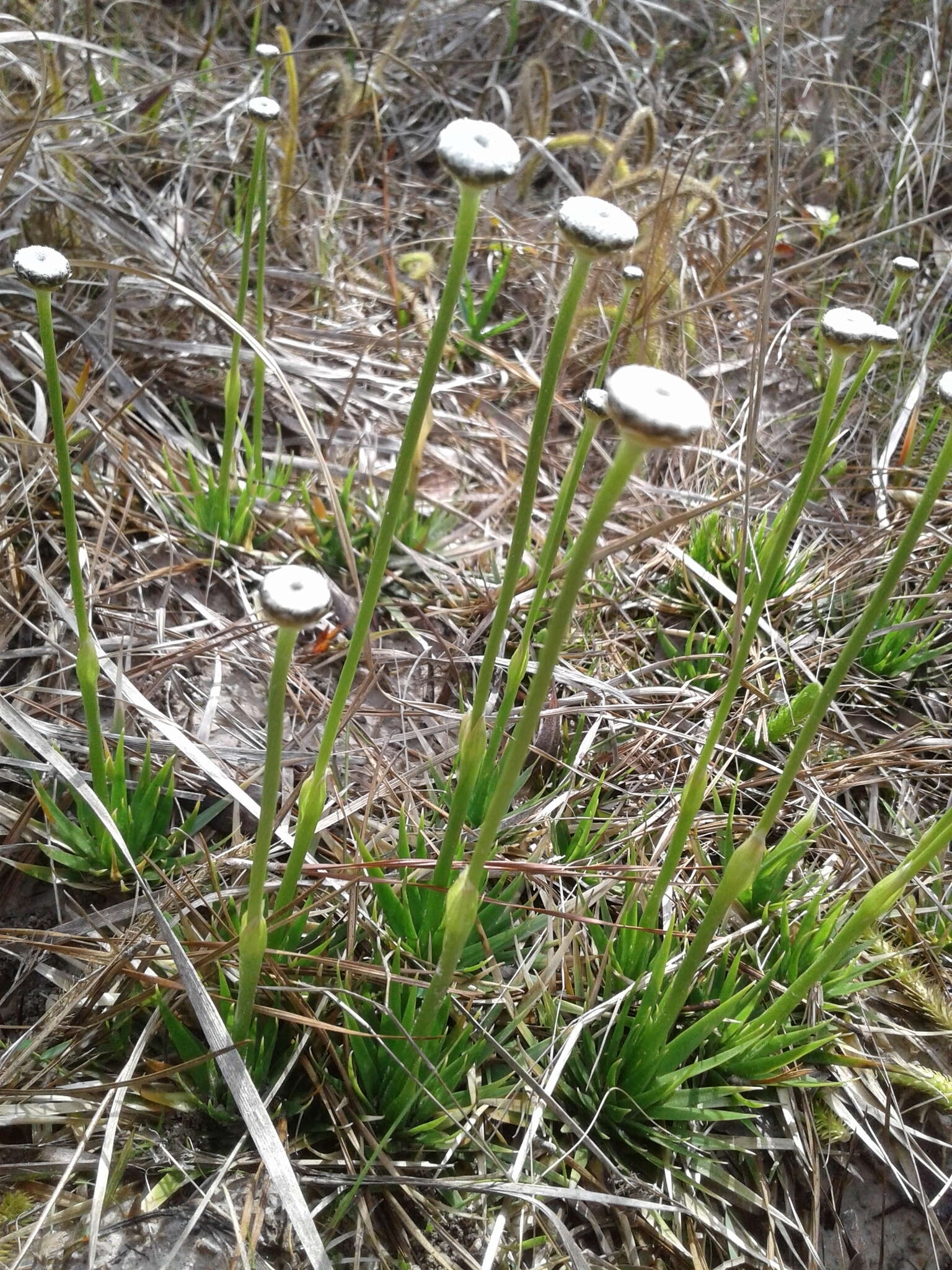 Sivun Eriocaulon texense Körn. kuva