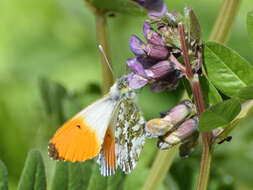 Image of orange tip