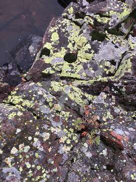 Image of Yellow map lichen;   World map lichen