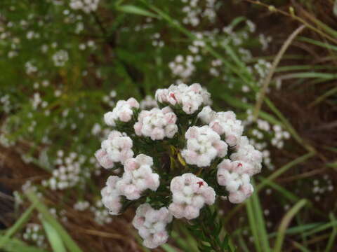 Image of Phylica ericoides var. ericoides