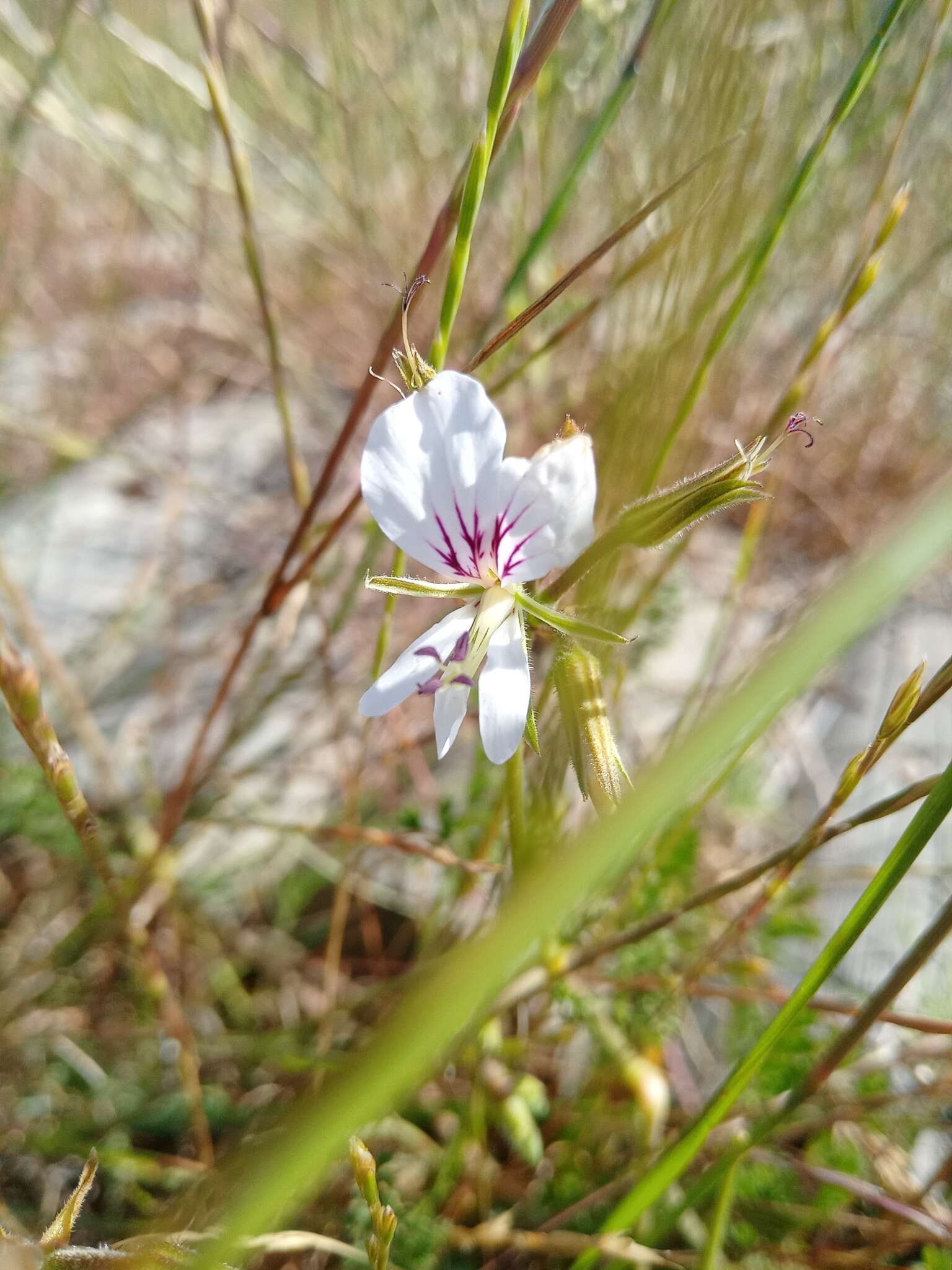 Image of Pelargonium longicaule Jacq.