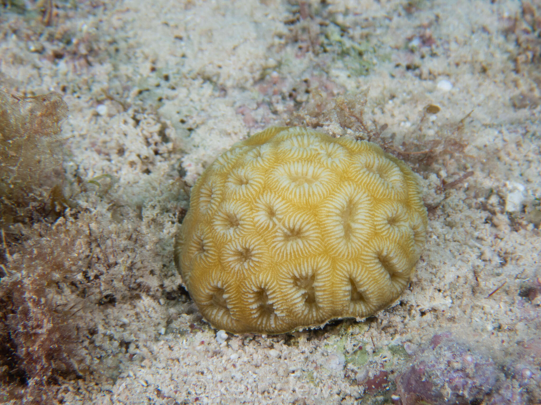Image of Golfball Coral