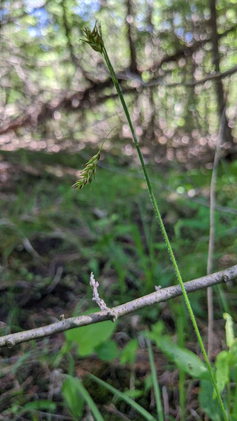 Image of chestnut sedge