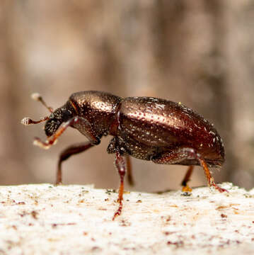 Слика од Tyloderma subpubescens Casey 1892