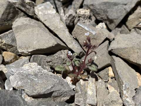 صورة Phacelia barnebyana Howell