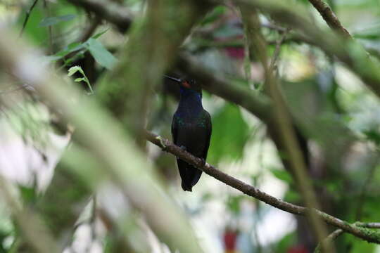 Image of Rufous-gaped Hillstar