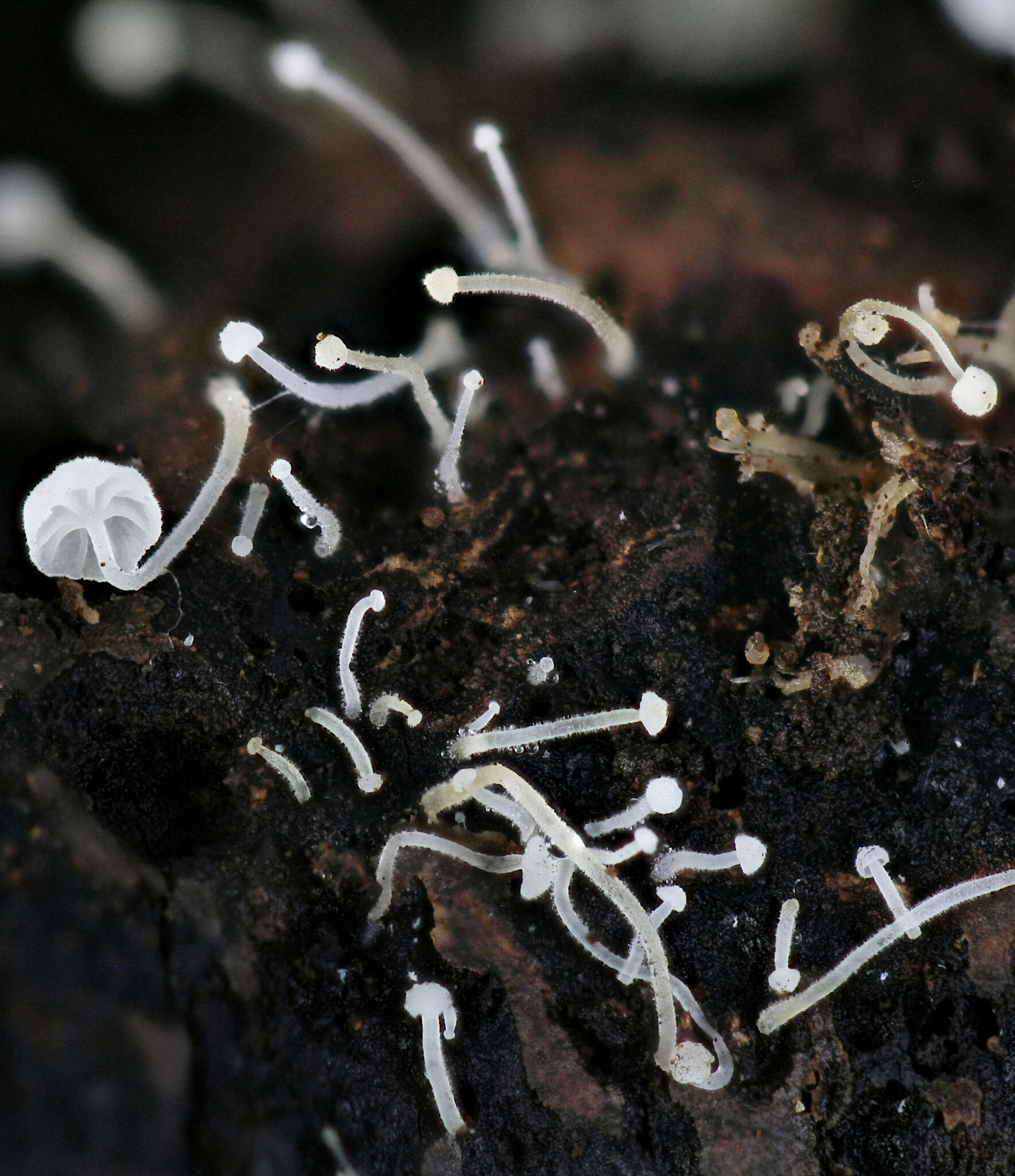 Image of Hemimycena tortuosa (P. D. Orton) Redhead 1980