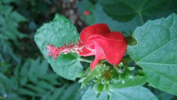 Image of wax mallow