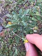 Image of Italian hawksbeard