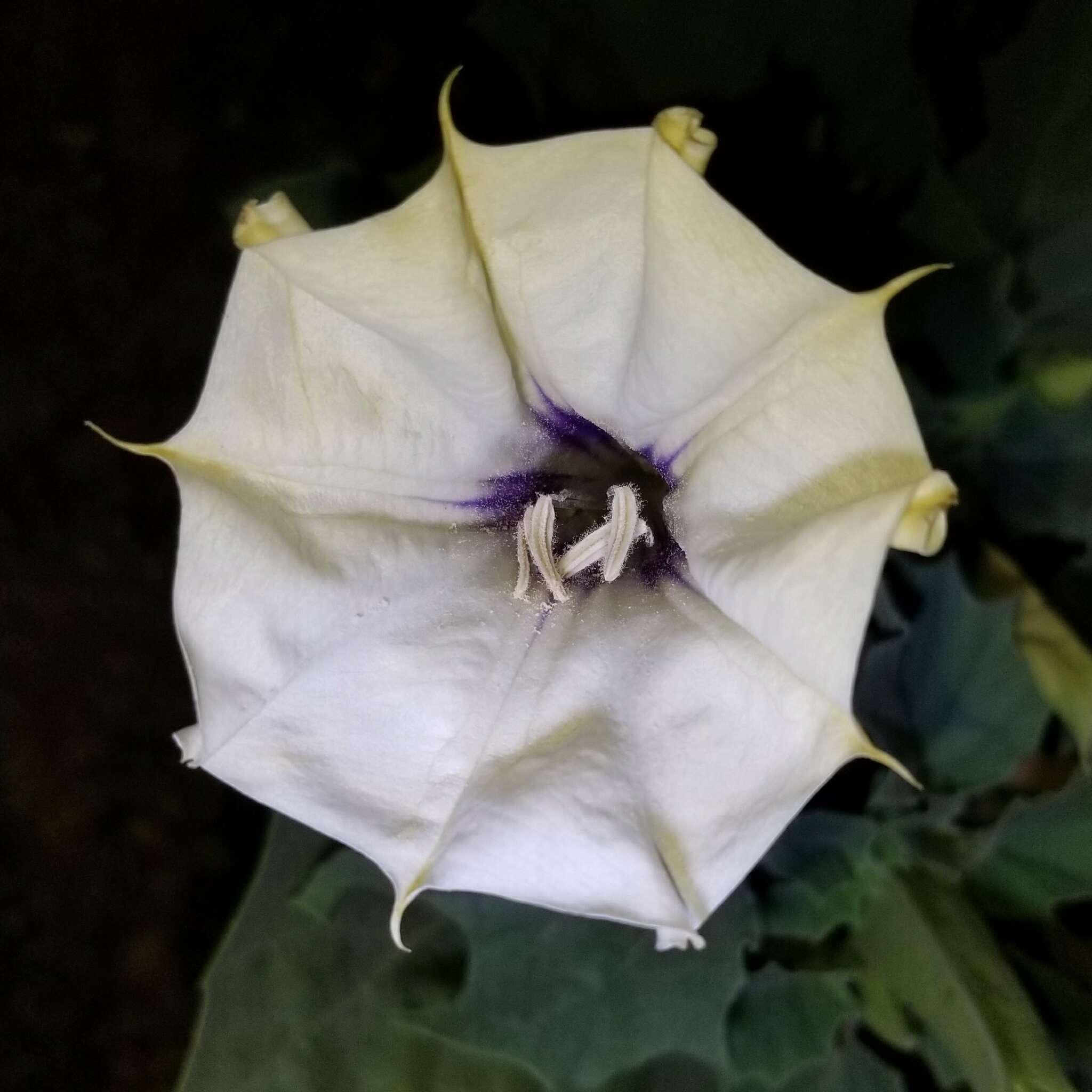 Image de Datura discolor Bernh.