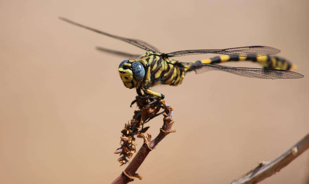 صورة Ictinogomphus ferox (Rambur 1842)