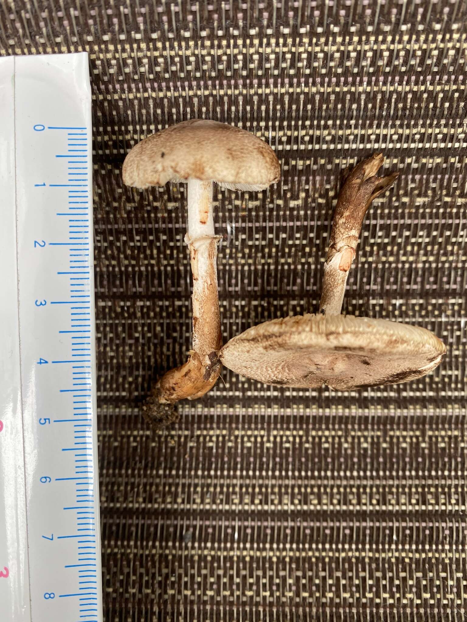 Image of Leucocoprinus brunnescens (Peck) Pegler 1983