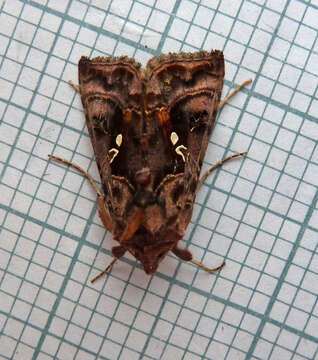 Imagem de Autographa pulchrina Haworth 1802