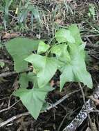 Image of false Indian plantain