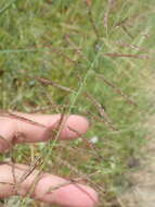 Sivun Eriochloa procera (Retz.) C. E. Hubb. kuva