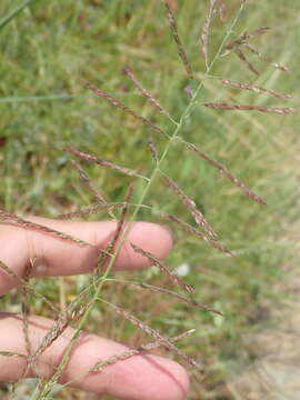 Image of Grass