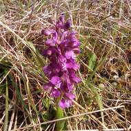 Image of Anacamptis morio subsp. morio