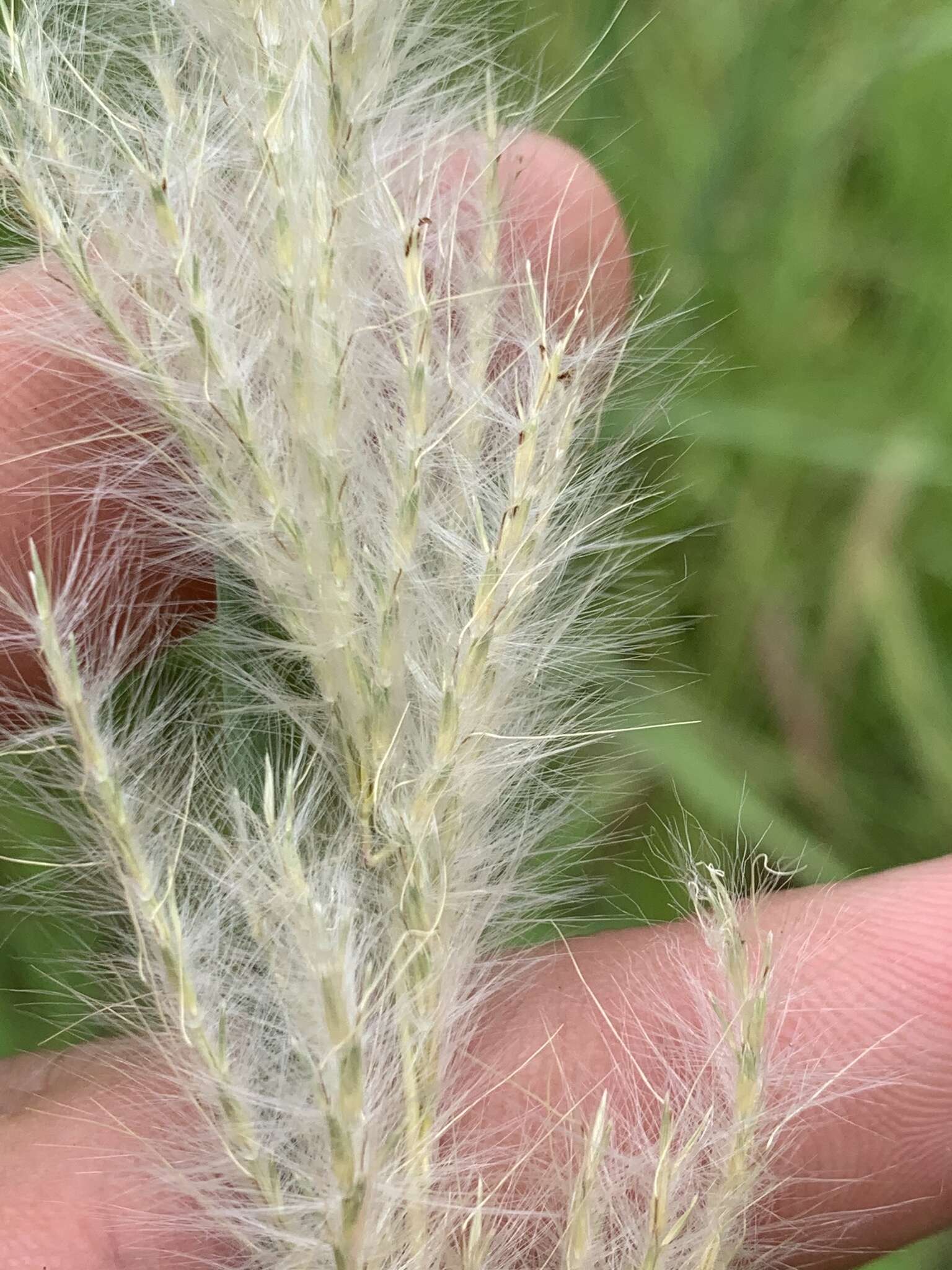 Imagem de Bothriochloa longipaniculata (Gould) Allred & Gould