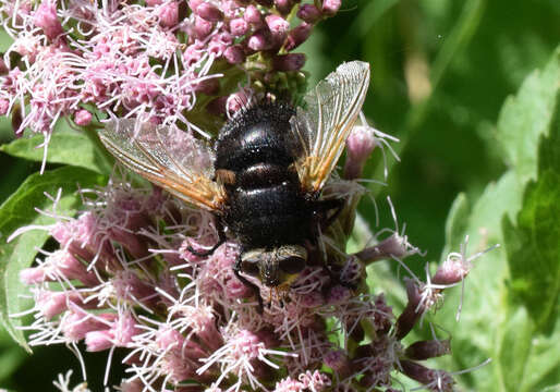 Image de Tachina grossa (Linnaeus 1758)