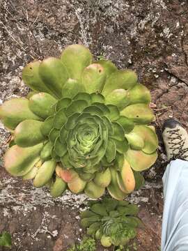 Image of Aeonium canariense subsp. christii (Burchard) Bañares