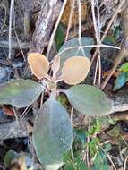 Image of Kalanchoe orgyalis Baker