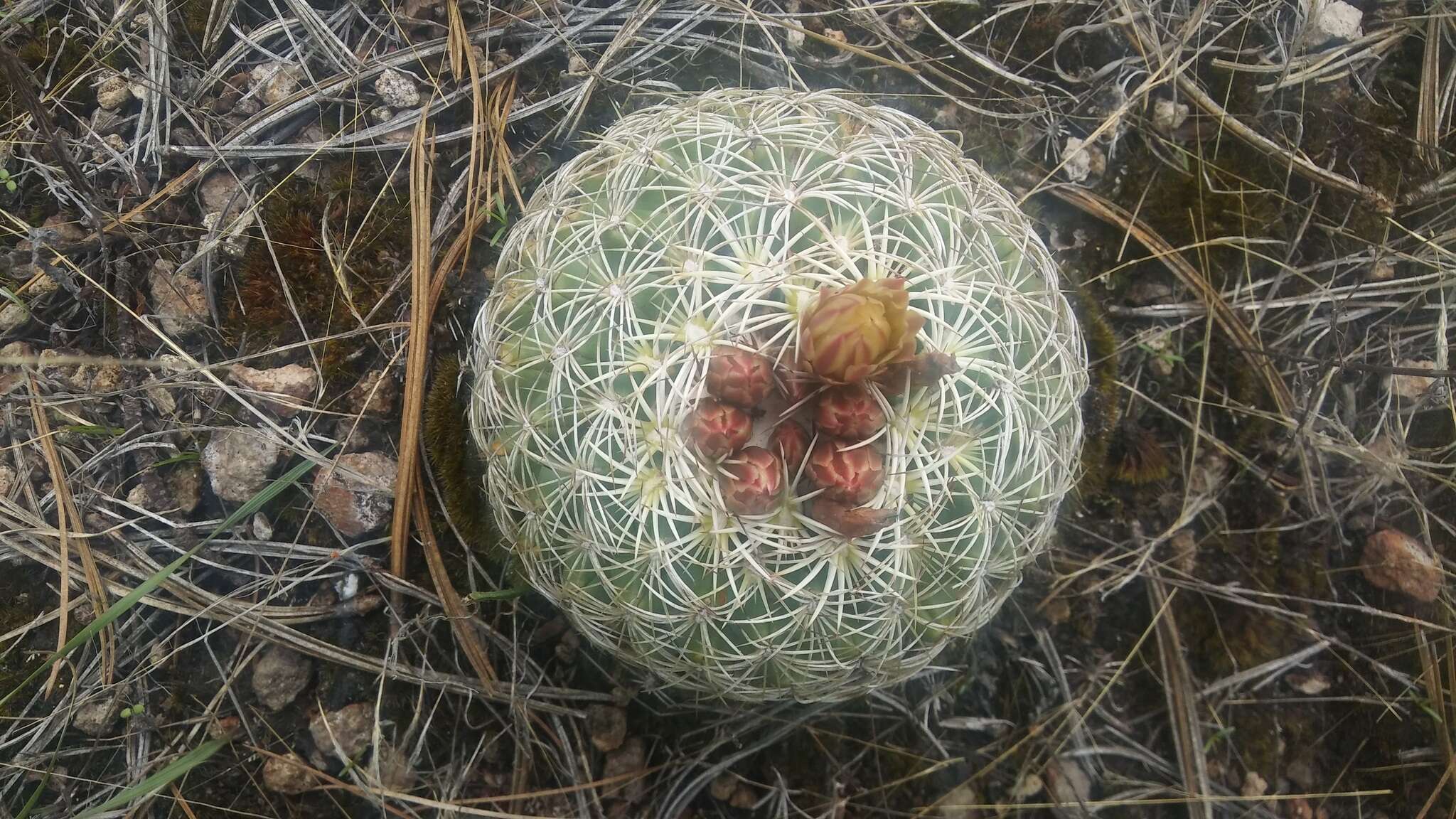 Image of Coryphantha recurvata subsp. canatlanensis