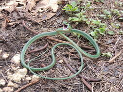Image of Green Parrot Snake