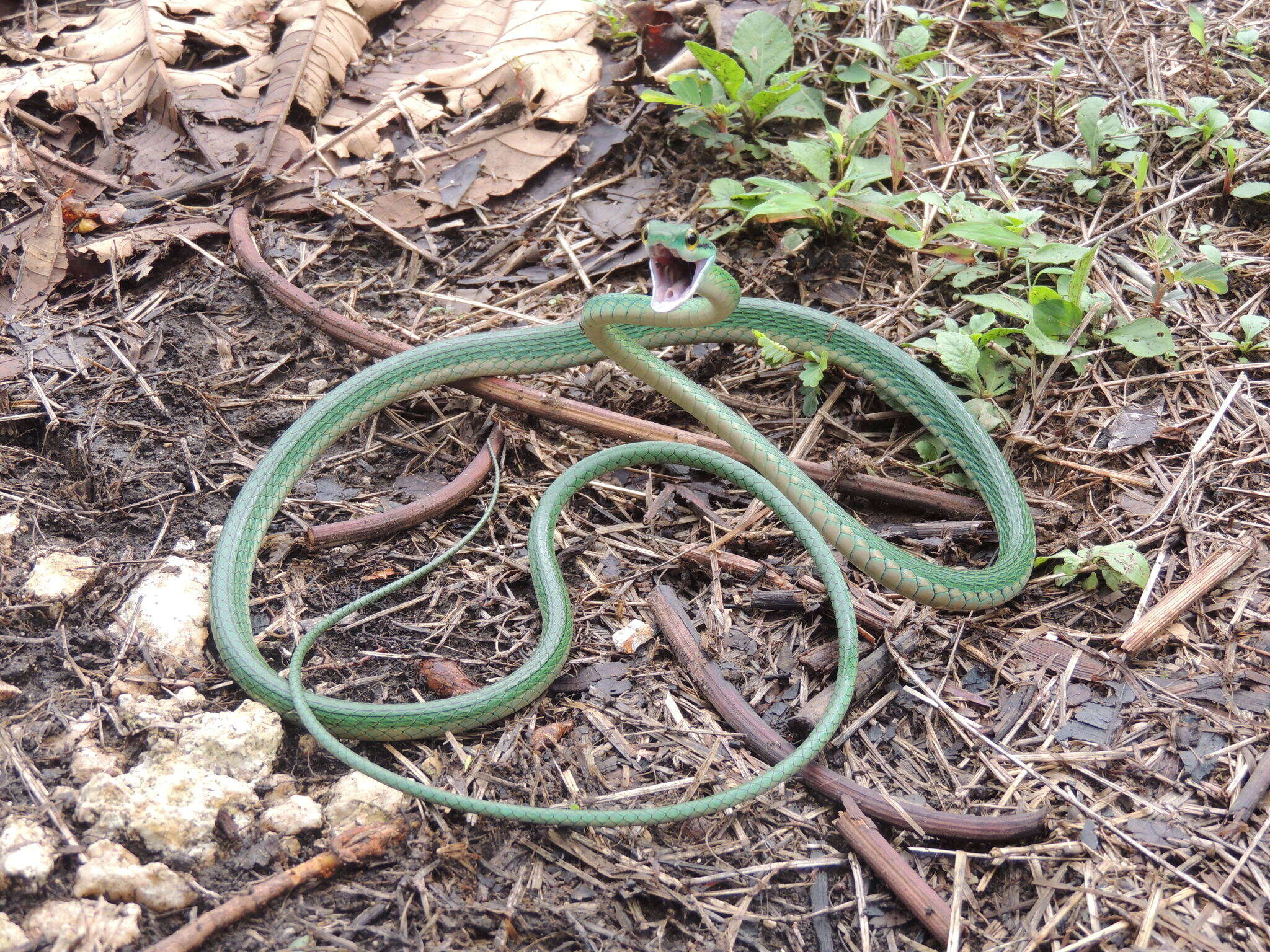 Image of Green Parrot Snake