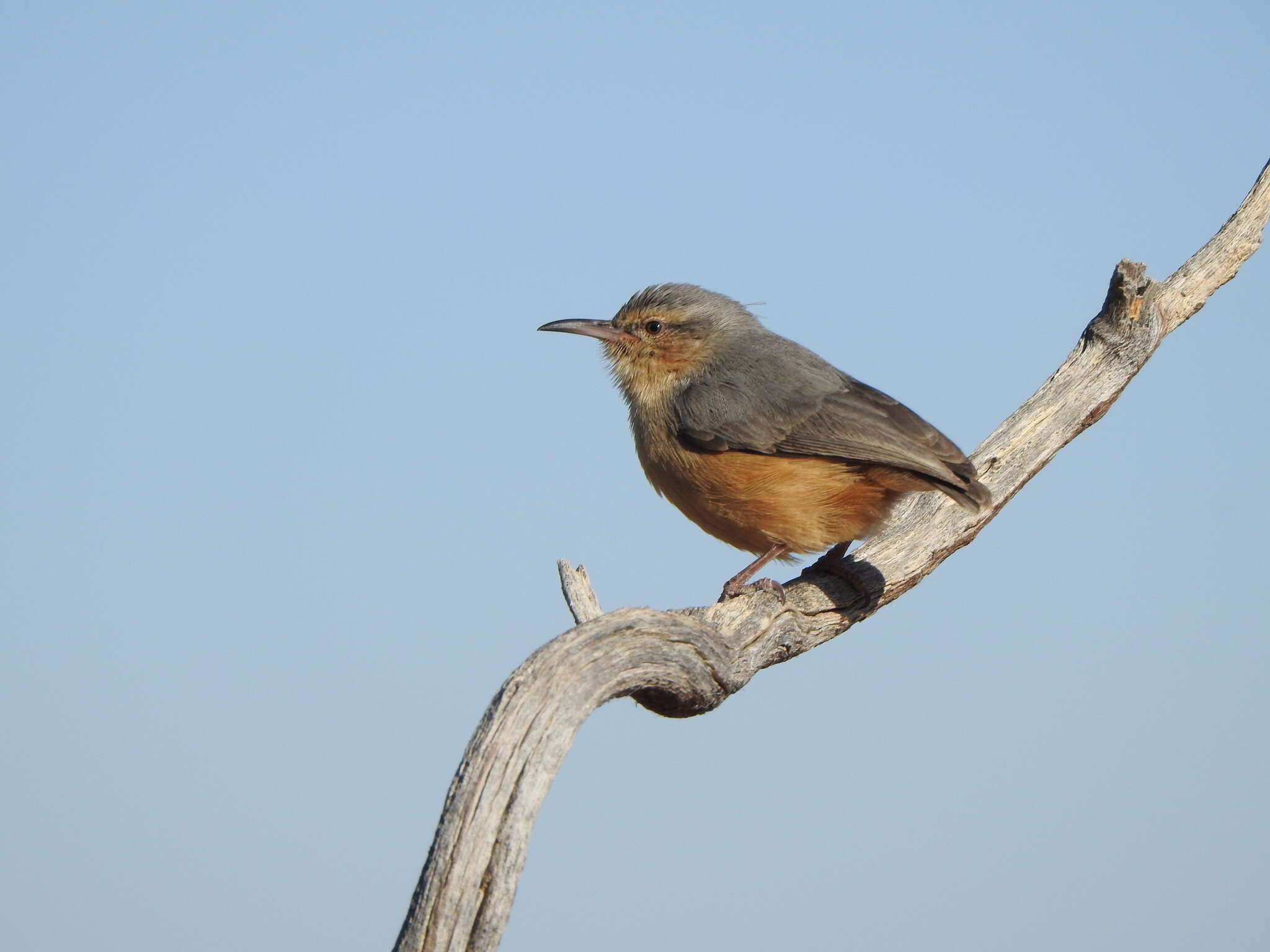 Sylvietta rufescens rufescens (Vieillot 1817)的圖片