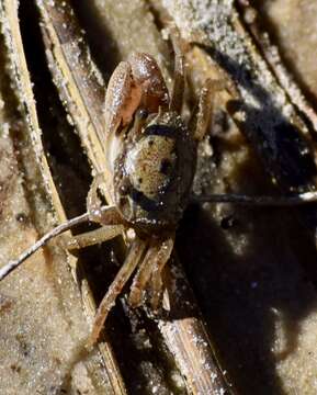 Image of Atlantic sand fiddler