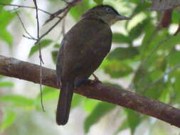 Image of Charlotte's Bulbul