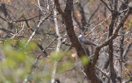 Image of <i>Accipiter striatus chionogaster</i>
