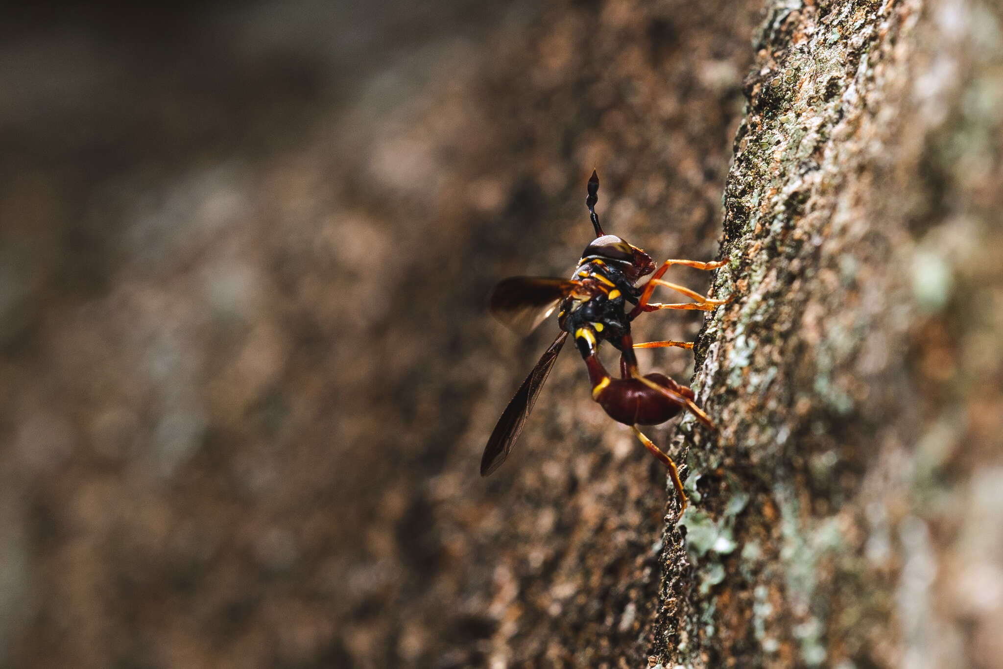 Imagem de Monoceromyia floridensis