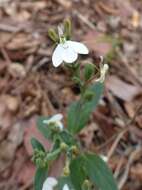 Rhinacanthus zambesiacus I. Darbysh. resmi