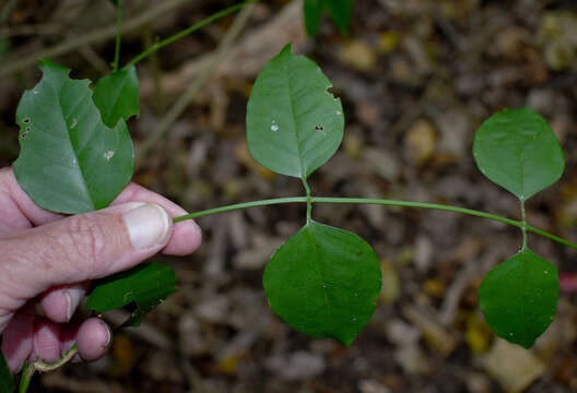 Image of Jasmine, Native