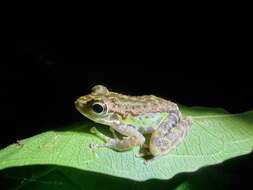 Image of Peninsular Torrentfrog