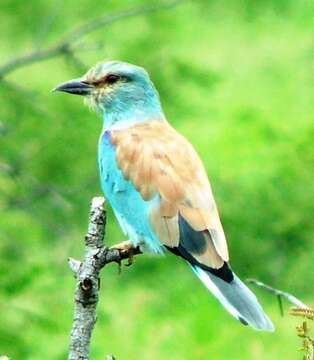 Image of Coracias garrulus garrulus Linnaeus 1758