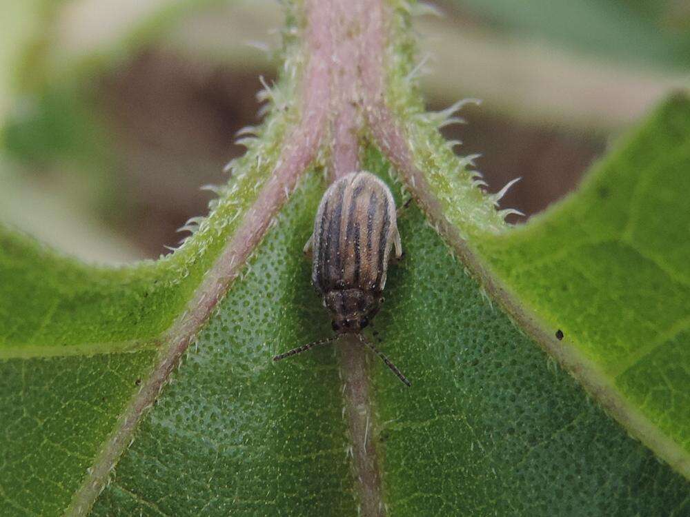 Image of Ophraella communa Le Sage 1986