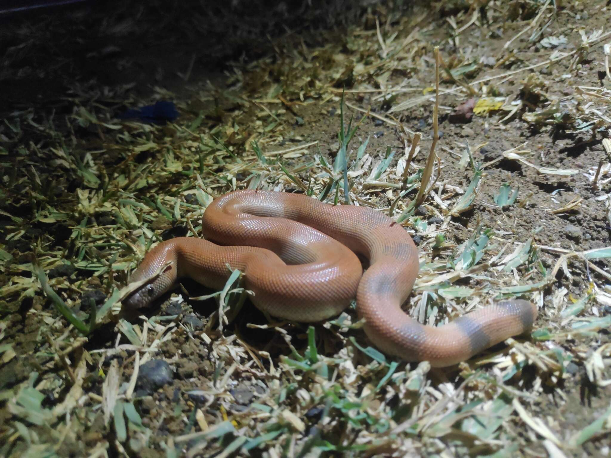 Image of Brown Sand Boa