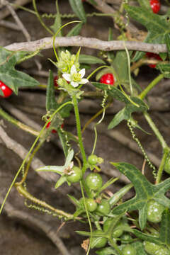 Image of Bryonia cretica subsp. marmorata (E. Petit) Jauzein