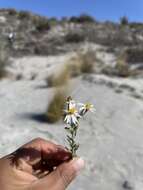 Image de Diplostephium meyenii (Sch. Bip.) Wedd.